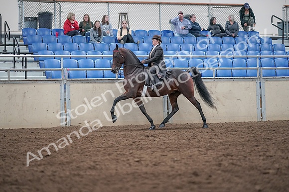 2019 Morgan Horse Show - Aug 31, 2019 - 24618