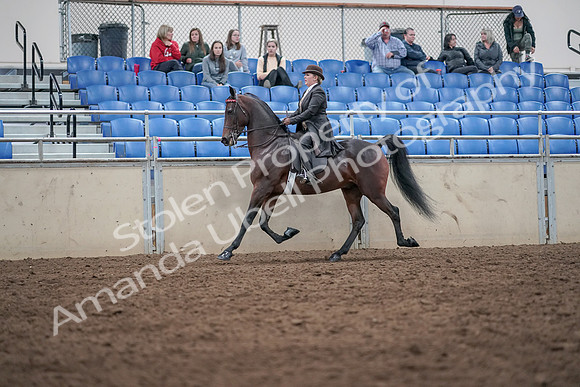 2019 Morgan Horse Show - Aug 31, 2019 - 24619