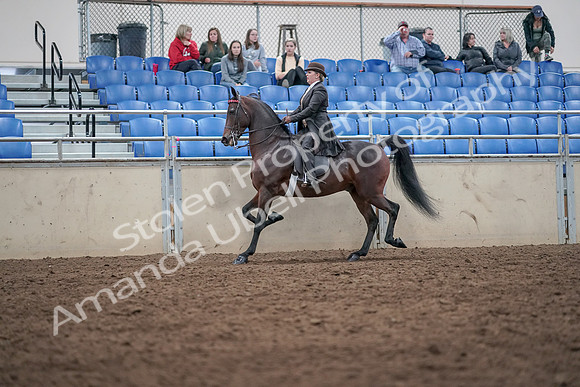 2019 Morgan Horse Show - Aug 31, 2019 - 24620