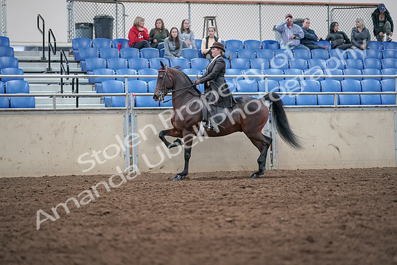 2019 Morgan Horse Show - Aug 31, 2019 - 24621