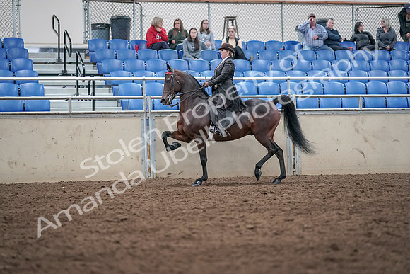 2019 Morgan Horse Show - Aug 31, 2019 - 24622