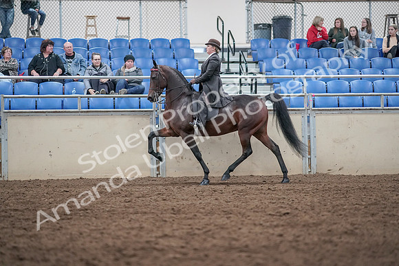 2019 Morgan Horse Show - Aug 31, 2019 - 24630