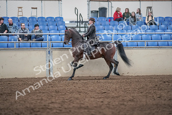 2019 Morgan Horse Show - Aug 31, 2019 - 24627