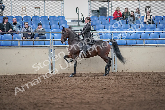 2019 Morgan Horse Show - Aug 31, 2019 - 24628