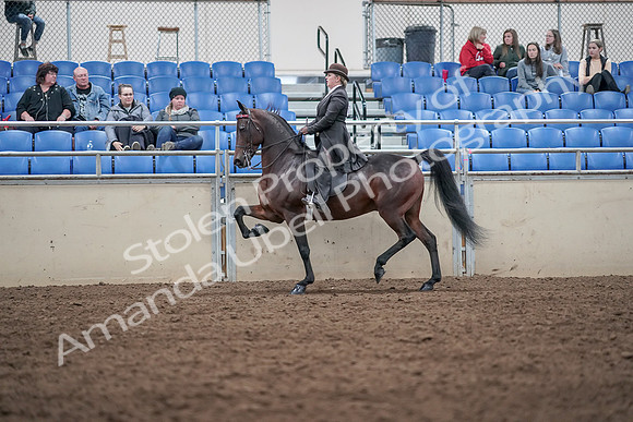2019 Morgan Horse Show - Aug 31, 2019 - 24629