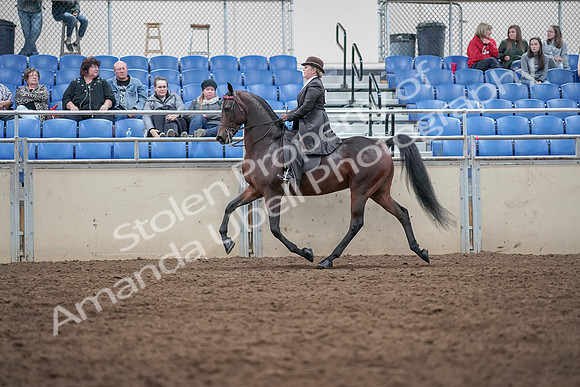 2019 Morgan Horse Show - Aug 31, 2019 - 24631