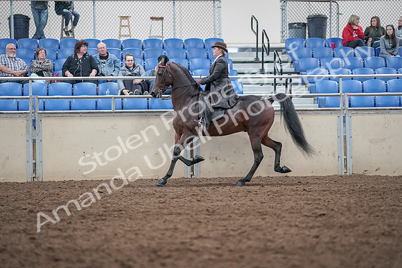 2019 Morgan Horse Show - Aug 31, 2019 - 24632