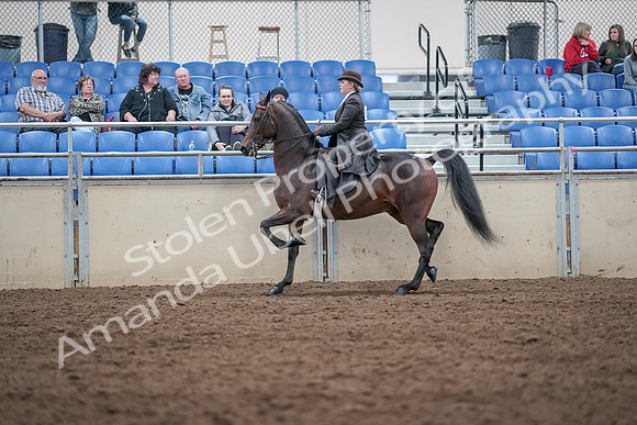 2019 Morgan Horse Show - Aug 31, 2019 - 24633