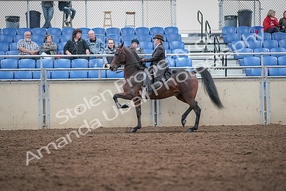 2019 Morgan Horse Show - Aug 31, 2019 - 24634