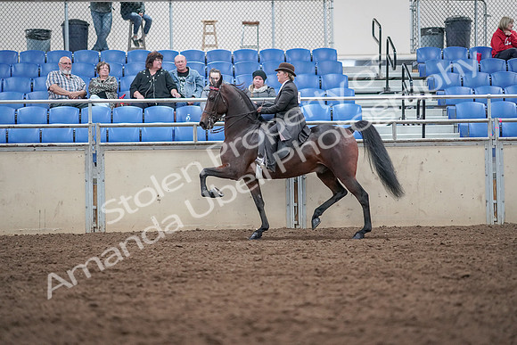 2019 Morgan Horse Show - Aug 31, 2019 - 24635
