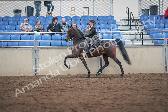 2019 Morgan Horse Show - Aug 31, 2019 - 24636
