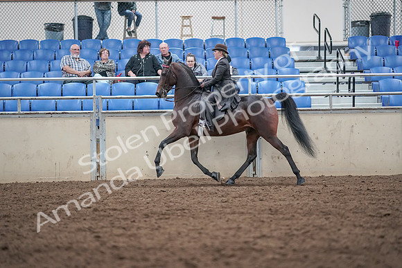 2019 Morgan Horse Show - Aug 31, 2019 - 24637