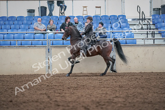 2019 Morgan Horse Show - Aug 31, 2019 - 24639