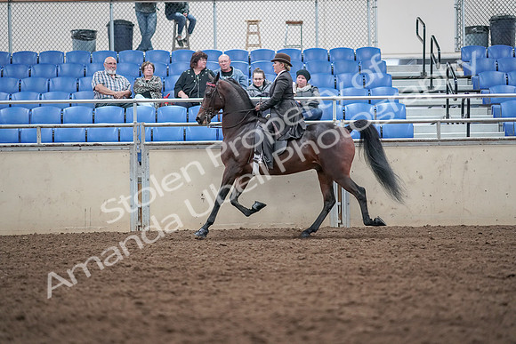 2019 Morgan Horse Show - Aug 31, 2019 - 24638