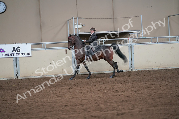 2019 Morgan Horse Show - Aug 31, 2019 - 24640