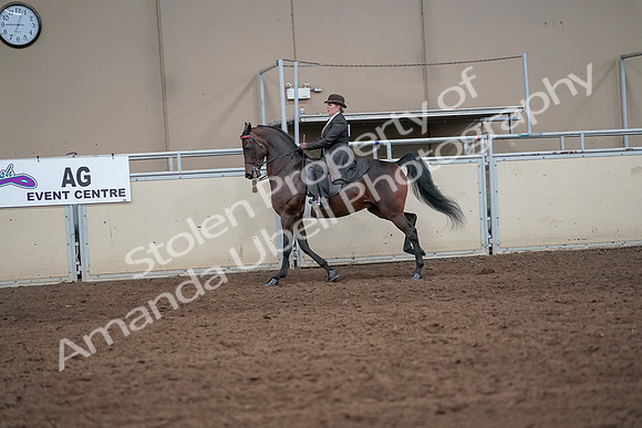 2019 Morgan Horse Show - Aug 31, 2019 - 24641