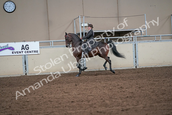 2019 Morgan Horse Show - Aug 31, 2019 - 24642
