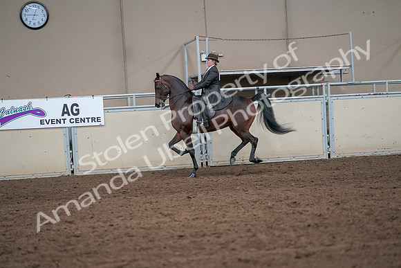 2019 Morgan Horse Show - Aug 31, 2019 - 24643
