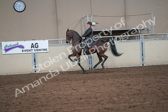 2019 Morgan Horse Show - Aug 31, 2019 - 24644