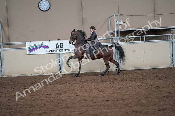 2019 Morgan Horse Show - Aug 31, 2019 - 24649