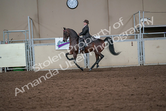 2019 Morgan Horse Show - Aug 31, 2019 - 24650