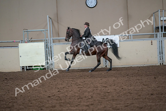 2019 Morgan Horse Show - Aug 31, 2019 - 24653