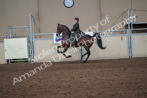 2019 Morgan Horse Show - Aug 31, 2019 - 24651