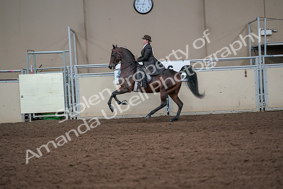 2019 Morgan Horse Show - Aug 31, 2019 - 24652