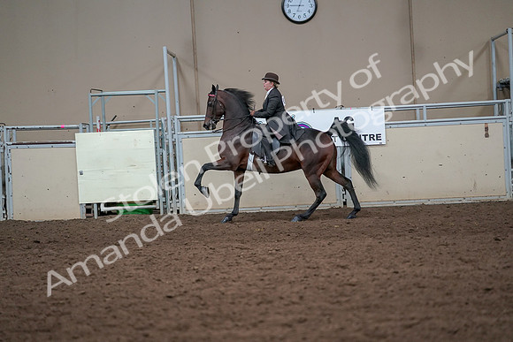 2019 Morgan Horse Show - Aug 31, 2019 - 24654