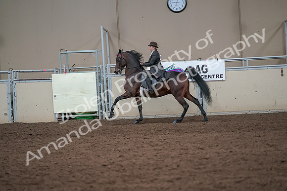 2019 Morgan Horse Show - Aug 31, 2019 - 24655