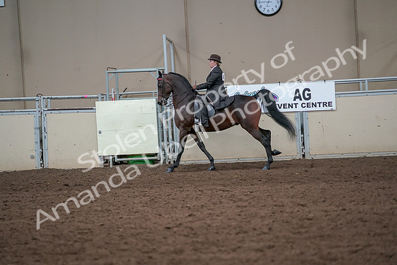 2019 Morgan Horse Show - Aug 31, 2019 - 24657