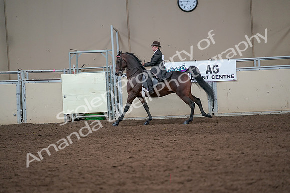 2019 Morgan Horse Show - Aug 31, 2019 - 24656