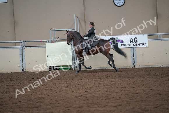 2019 Morgan Horse Show - Aug 31, 2019 - 24658