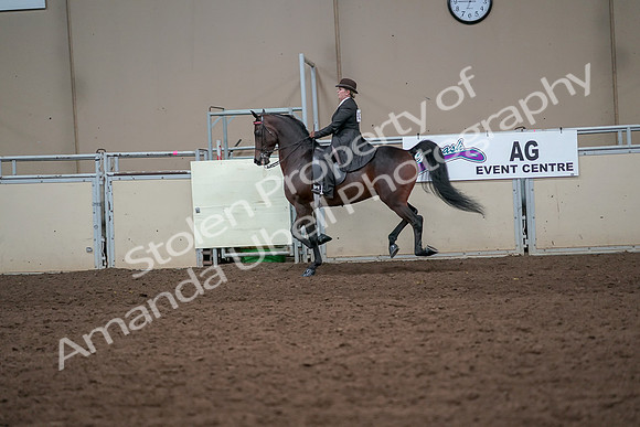 2019 Morgan Horse Show - Aug 31, 2019 - 24659