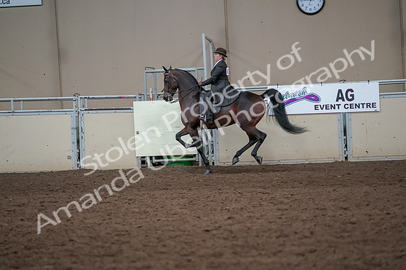 2019 Morgan Horse Show - Aug 31, 2019 - 24660