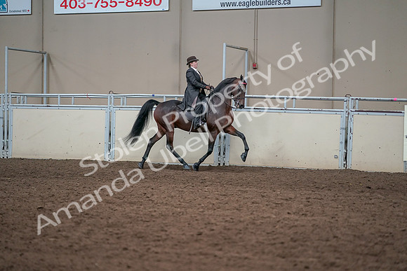 2019 Morgan Horse Show - Aug 31, 2019 - 24661