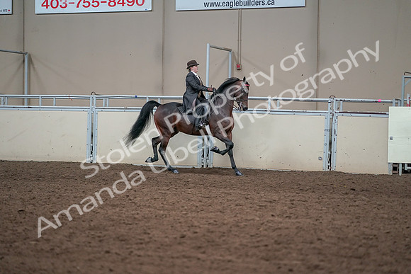 2019 Morgan Horse Show - Aug 31, 2019 - 24663