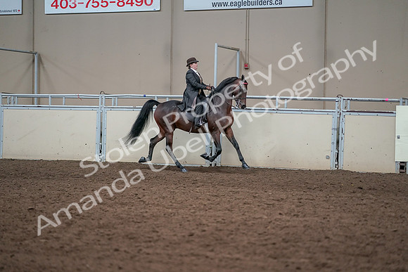 2019 Morgan Horse Show - Aug 31, 2019 - 24662
