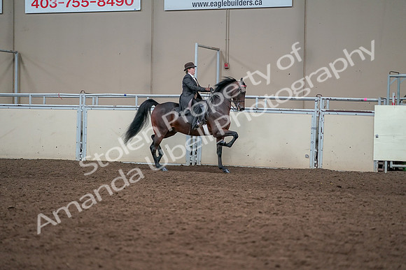 2019 Morgan Horse Show - Aug 31, 2019 - 24664