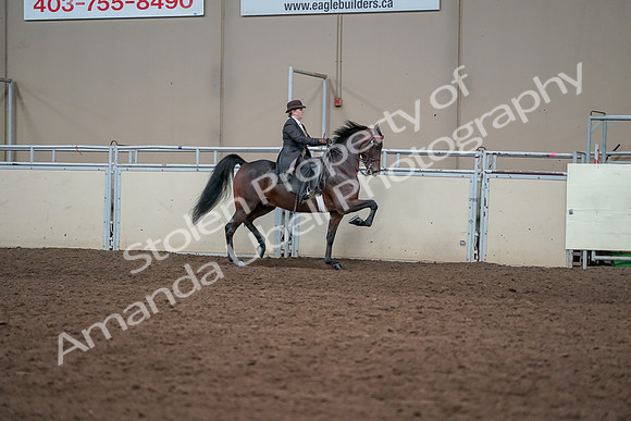 2019 Morgan Horse Show - Aug 31, 2019 - 24665
