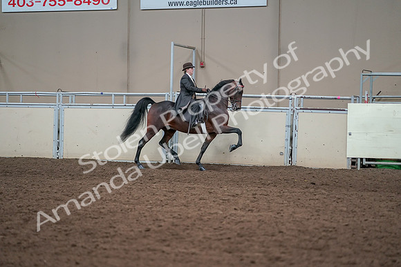 2019 Morgan Horse Show - Aug 31, 2019 - 24666