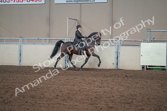 2019 Morgan Horse Show - Aug 31, 2019 - 24667