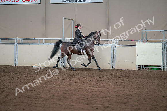 2019 Morgan Horse Show - Aug 31, 2019 - 24668