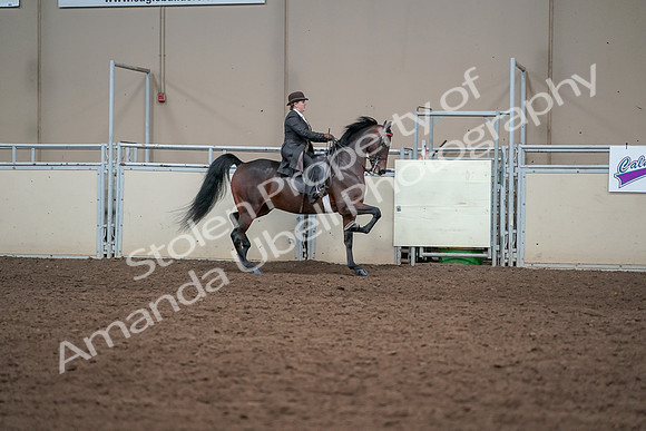 2019 Morgan Horse Show - Aug 31, 2019 - 24669