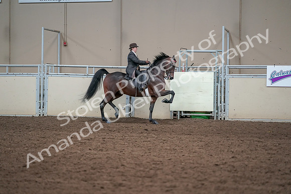 2019 Morgan Horse Show - Aug 31, 2019 - 24670