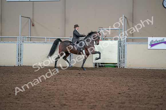 2019 Morgan Horse Show - Aug 31, 2019 - 24671