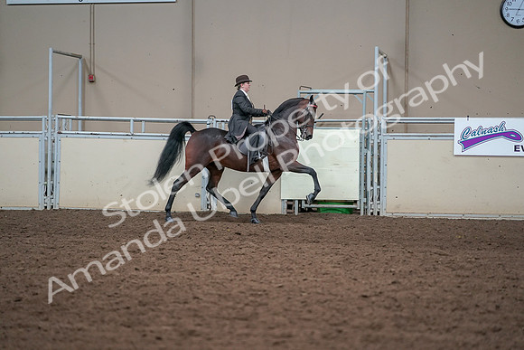 2019 Morgan Horse Show - Aug 31, 2019 - 24672