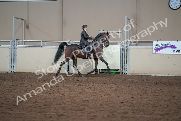 2019 Morgan Horse Show - Aug 31, 2019 - 24673