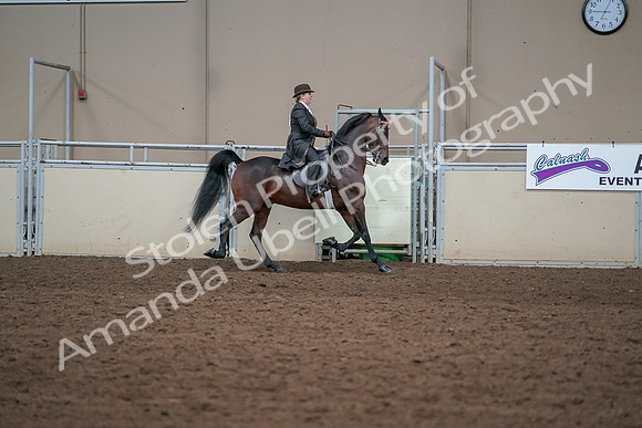 2019 Morgan Horse Show - Aug 31, 2019 - 24674