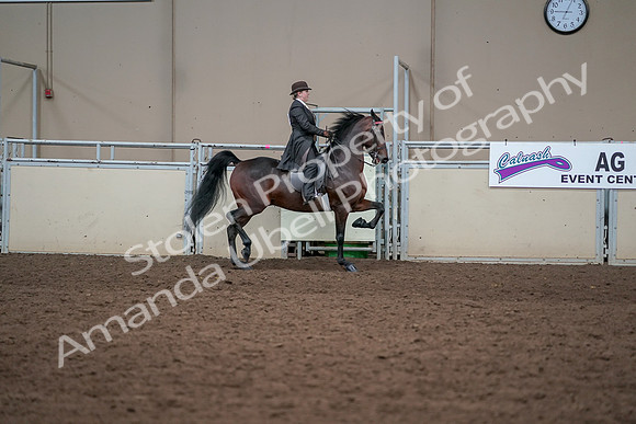 2019 Morgan Horse Show - Aug 31, 2019 - 24676